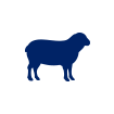 Salt Marsh Lamb